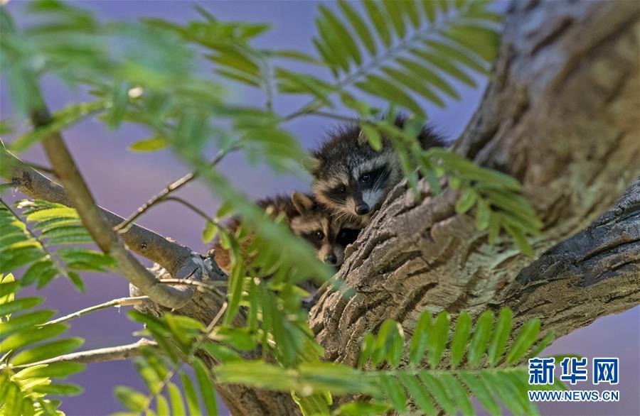 不要轻信“包投档”“包录取”等欺诈性宣传