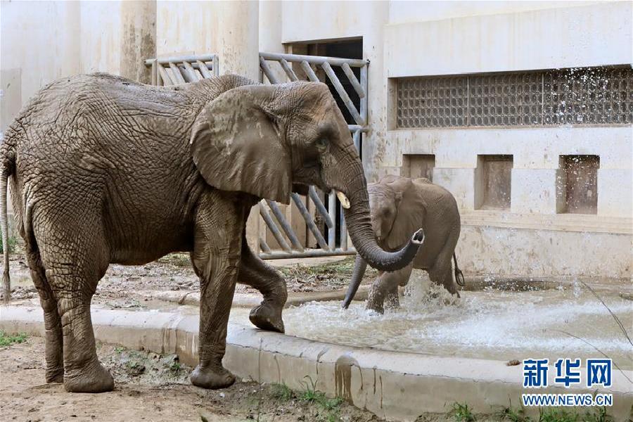外教走上乡村中小学的“屏幕”