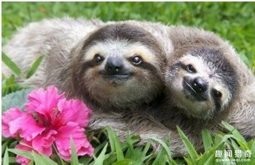 树懒干啥都慢,一生最快的事就是交配,只需5秒