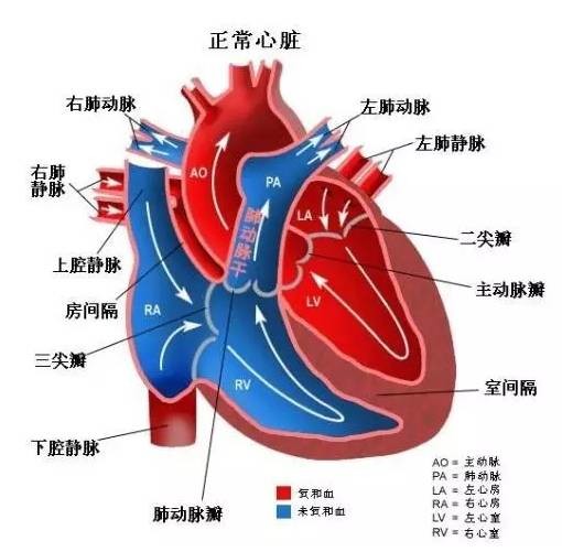 认识肺高血压