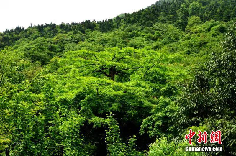 【王约翰谈留学】留学选择更多元化 更关注人文历史等文科专业