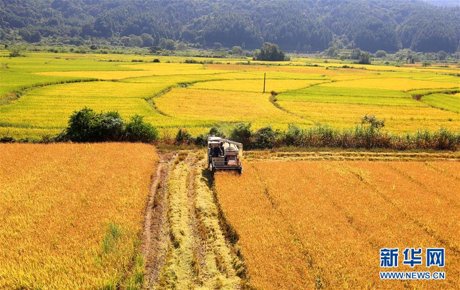 2020年武汉市中考排名_江岸区这所名初2020年成绩名列前茅!位列武汉市前三