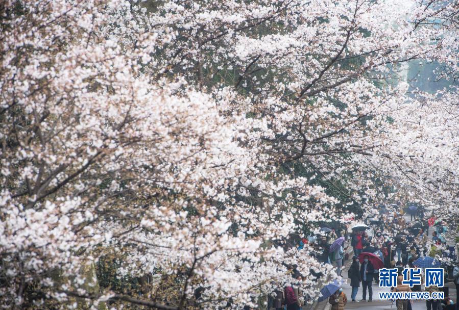 武汉大学开始接待预约游客赏樱
