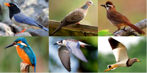 历时9年拍摄184种野鸟照片华中科技大学教授以“飞鸟集”为校庆生