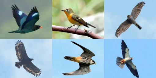 历时9年拍摄184种野鸟照片 华中科技大学教授以“飞鸟集”为校庆生