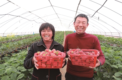 以“莓”为媒 助农富农