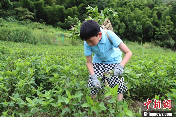 香港青少年访浙江瑞安 体验中国传统印染技艺