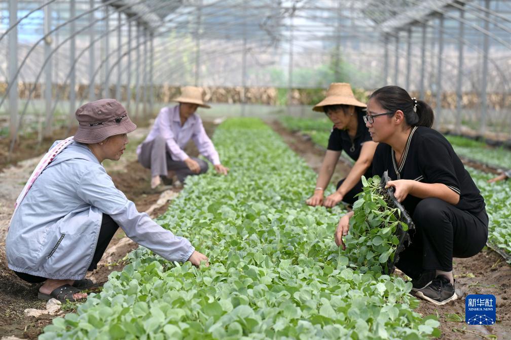 安徽枞阳：女大学生回乡创业带动村民就业增收