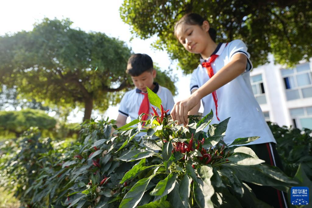 河北乐亭：“校园农场”助力劳动教育提质增效