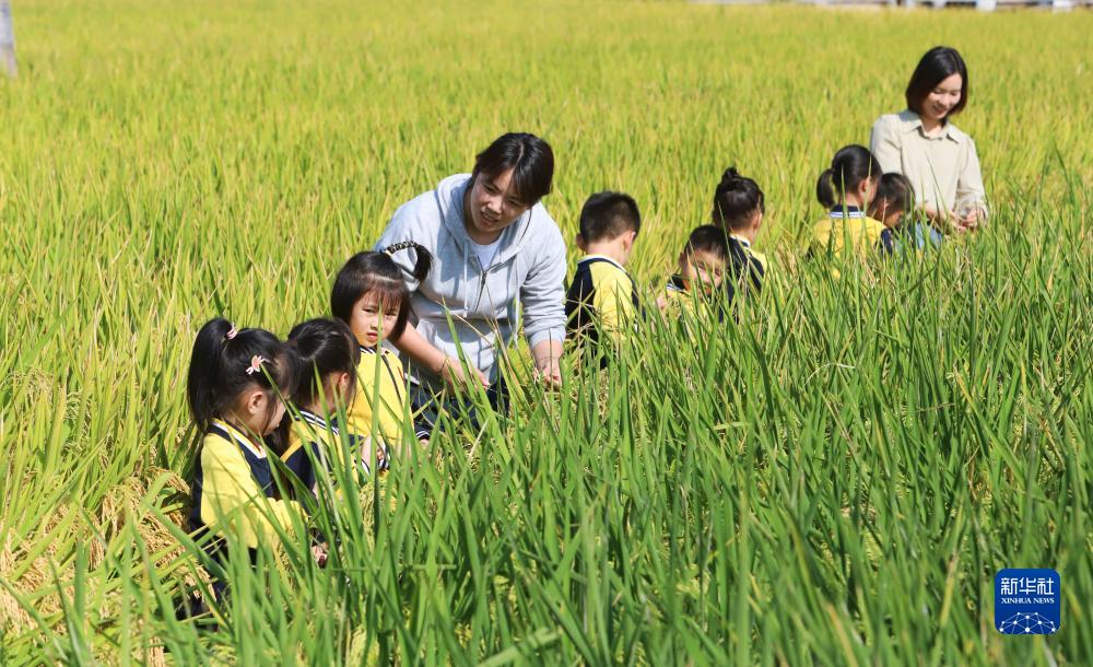 世界粮食日：爱粮节粮 从我做起