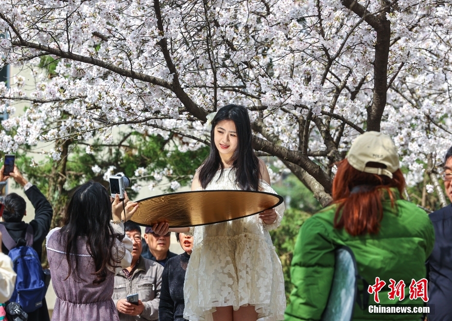 武汉大学樱花绽放 即将进入盛花期