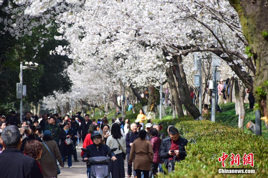 武汉大学樱花绽放 即将进入盛花期