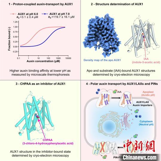 中国科大团队首次揭示植物生成素“搬运工”形貌