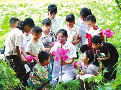 赏荷花 学知识