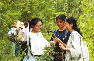 走,上山采药去! 走,上山采药去!