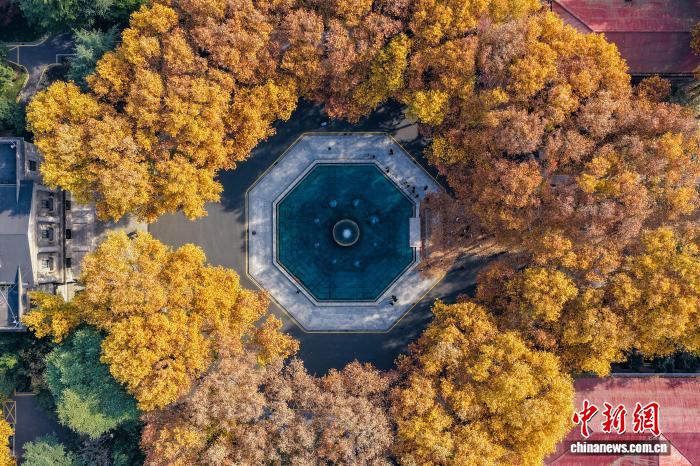 东南大学最美200米落叶景观华丽“上线” 东南大学最美200米落叶景观华丽“上线”