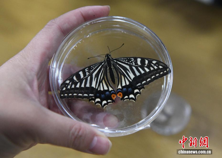 “太空蝴蝶”破蛹飞翔