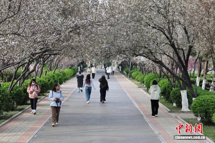 山东师范大学紫叶李迎盛花期