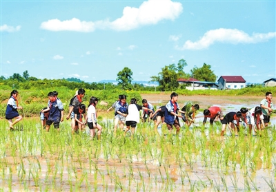 劳动课开进稻田
