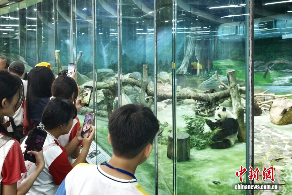 台北市立动物园大熊猫吸引民众到访观看