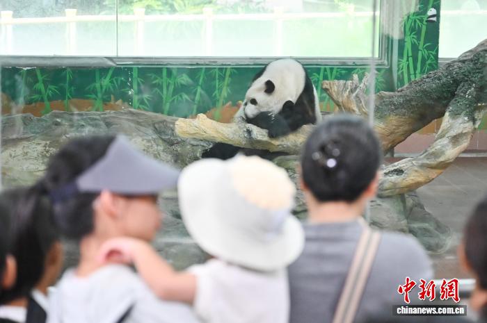 广州动物园暑期引游人