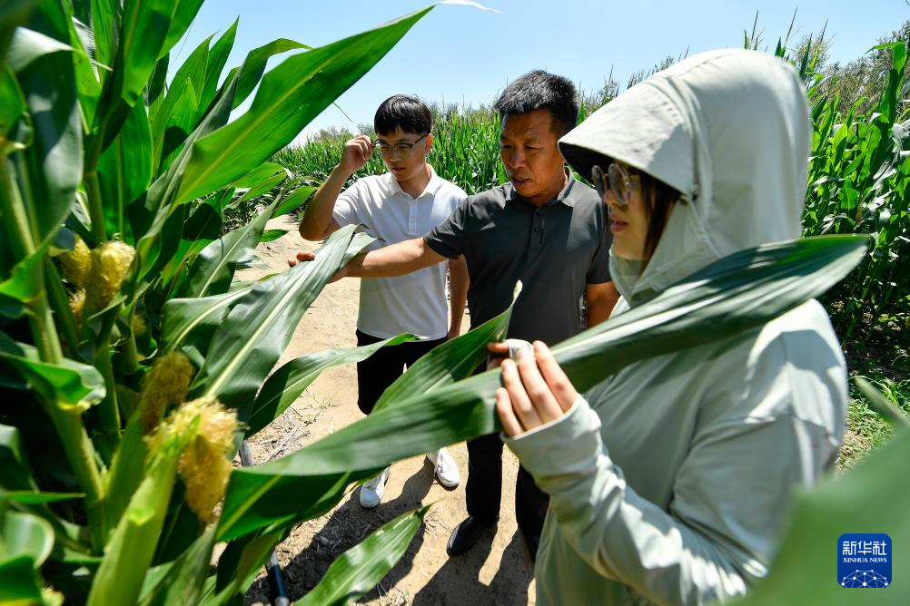 “科技小院”里过暑假