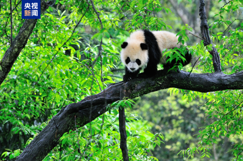 亲子互动、银发陪伴……大熊猫国家公园上新四条自然教育线路